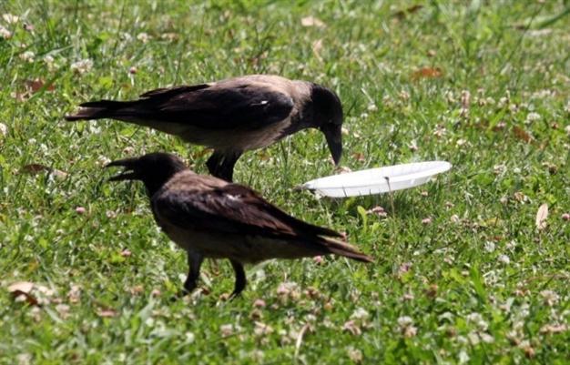 ‘Environmentalist crow’ in Turkish city goes viral