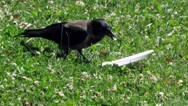 ‘Environmentalist crow’ in Turkish city goes viral