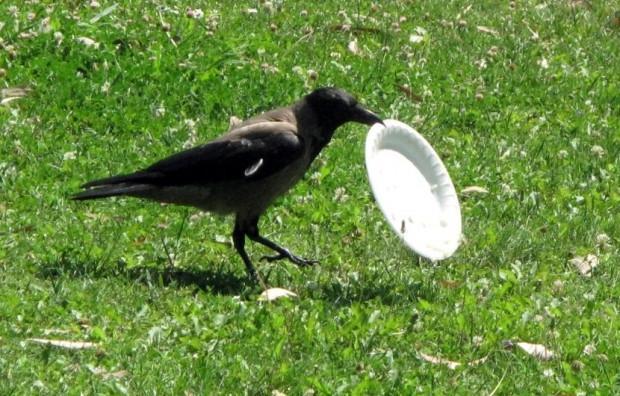 ‘Environmentalist crow’ in Turkish city goes viral