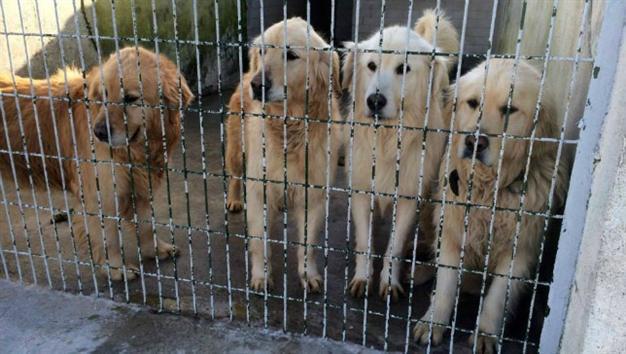 Abandoned golden retrievers flown from Turkey to US: Report