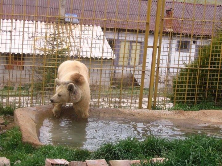 Bear to stay with ‘mom’