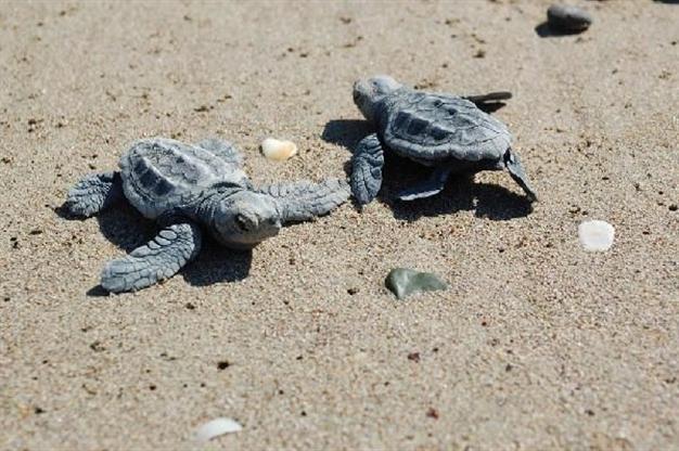Caretta caretta eggs begin to hatch in southern Turkey