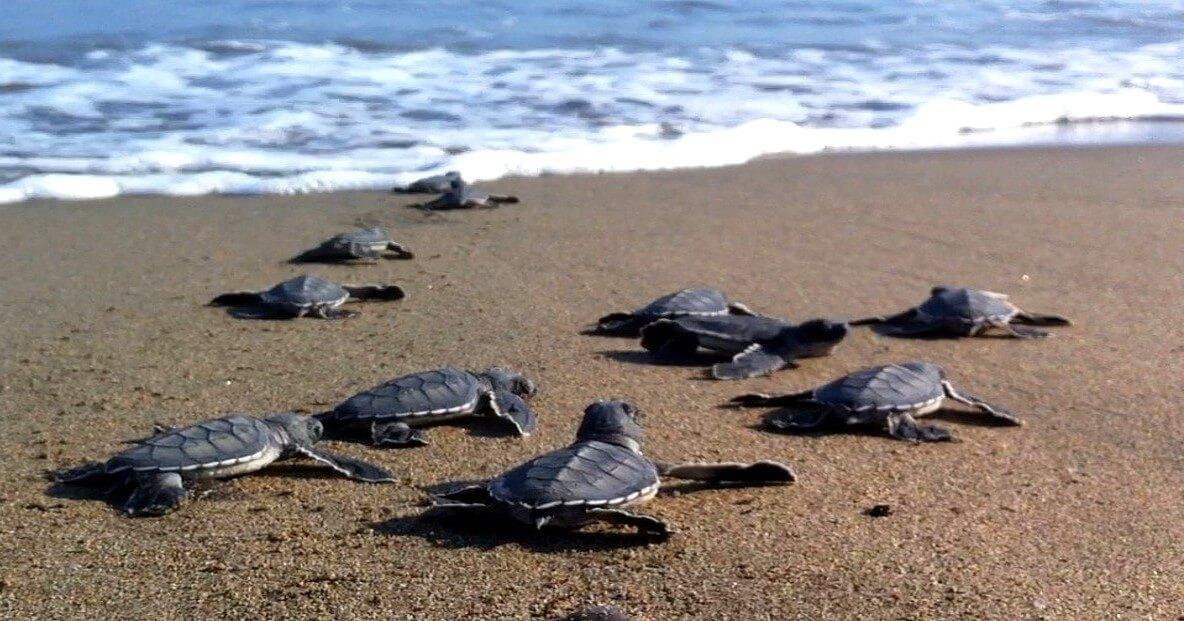 Caretta caretta eggs begin to hatch in southern Turkey