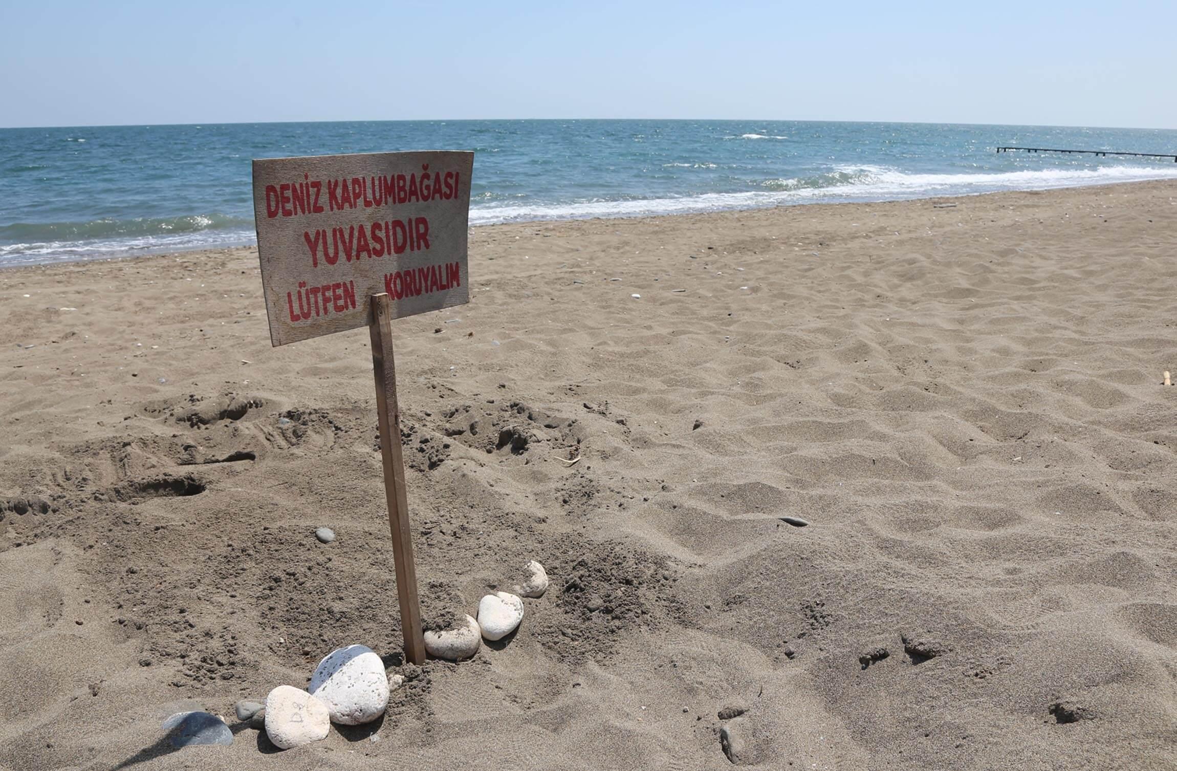 Caretta caretta eggs begin to hatch in southern Turkey
