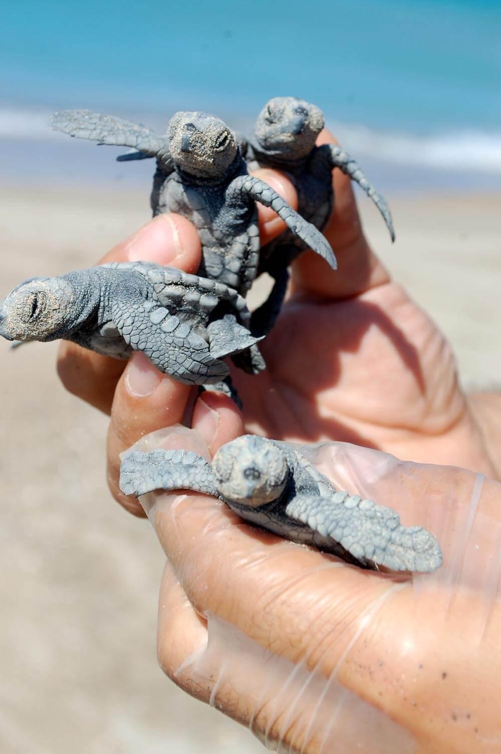 Caretta caretta eggs begin to hatch in southern Turkey