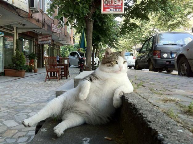 Turkish veterinarians warn naughty cats in playful election message