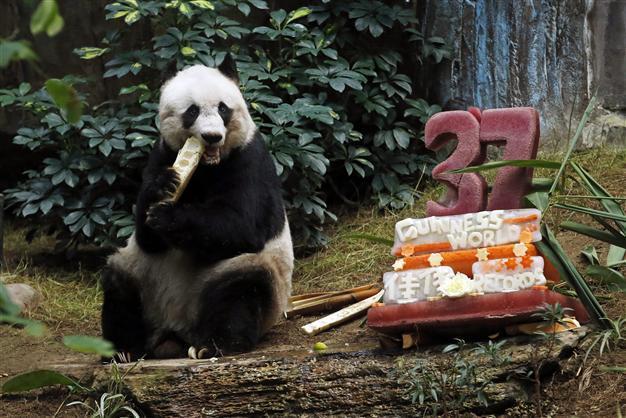 Oldest ever giant panda celebrates with bamboo, veggie cake