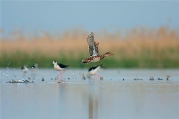 Birds in İzmir cooling off thanks to irrigation efforts