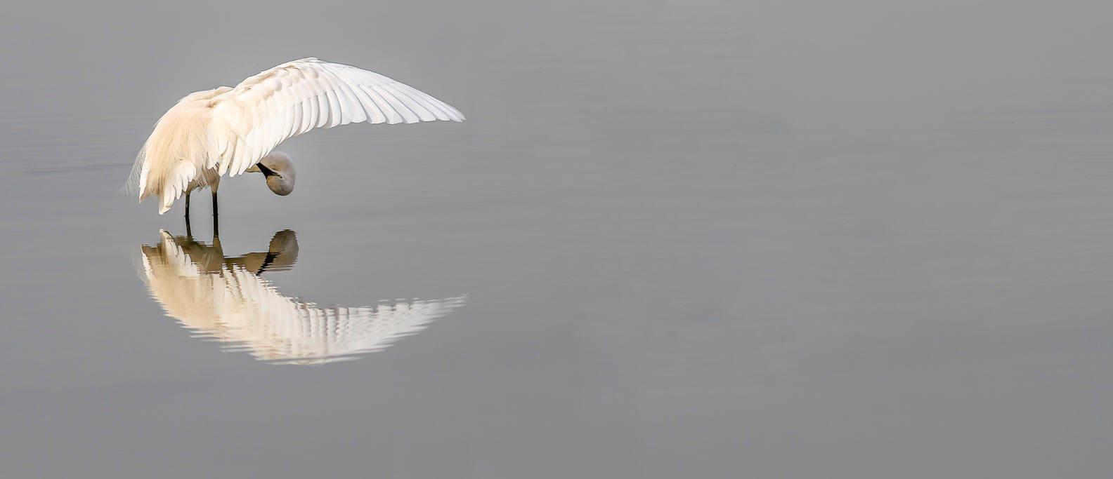 Birds in İzmir cooling off thanks to irrigation efforts