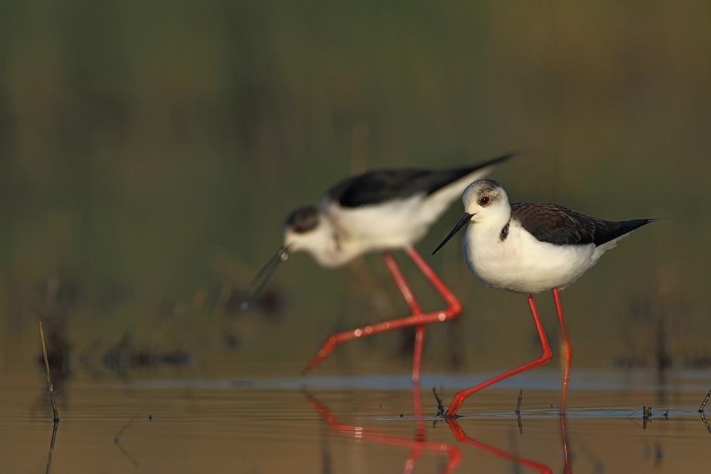 Birds in İzmir cooling off thanks to irrigation efforts