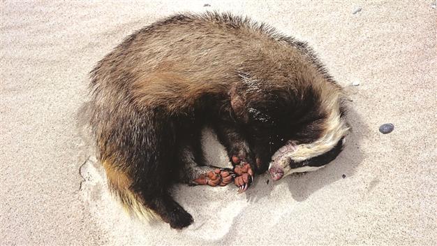 Party-animal badger found drunk on Polish beach