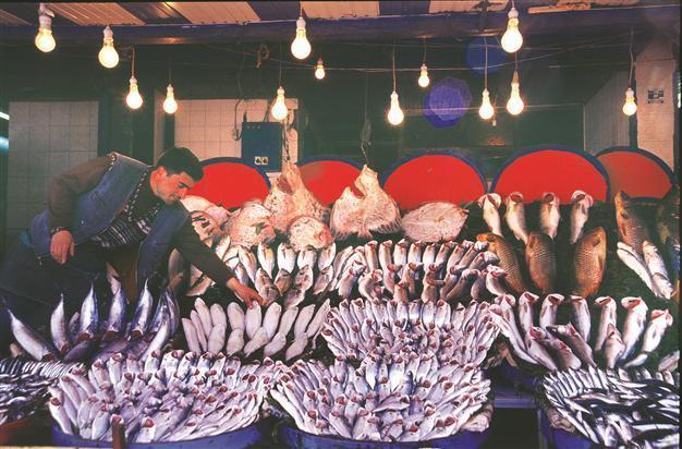 Turkey’s fish stock falls dramatically, extinction in sight