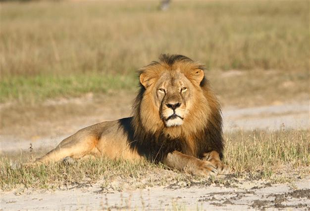 Killer of Cecil the lion should be extradited, Zimbabwe says