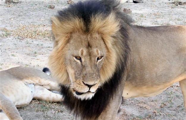 Another US hunter suspected of illegal Zimbabwe lion kill