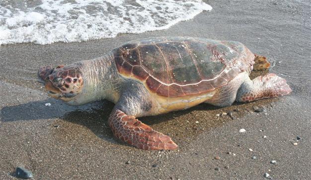 Wounded caretta caretta found in Turkey’s south