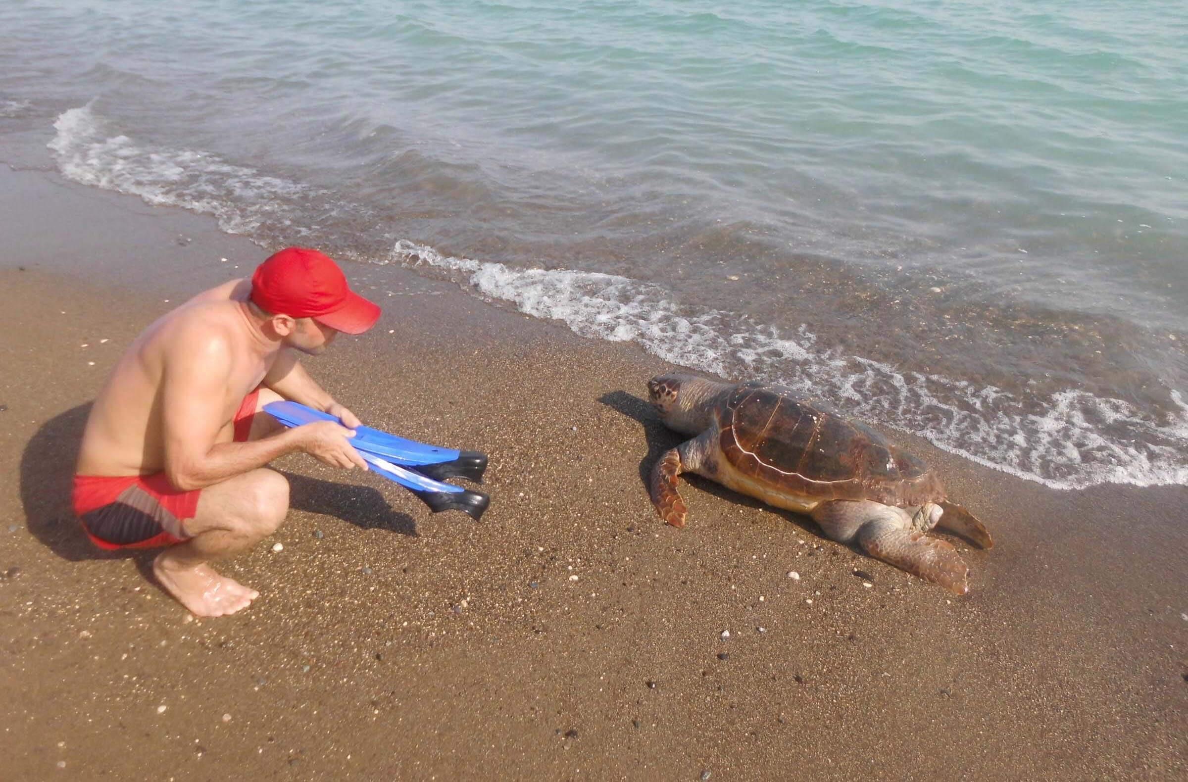 Wounded caretta caretta found in Turkey’s south