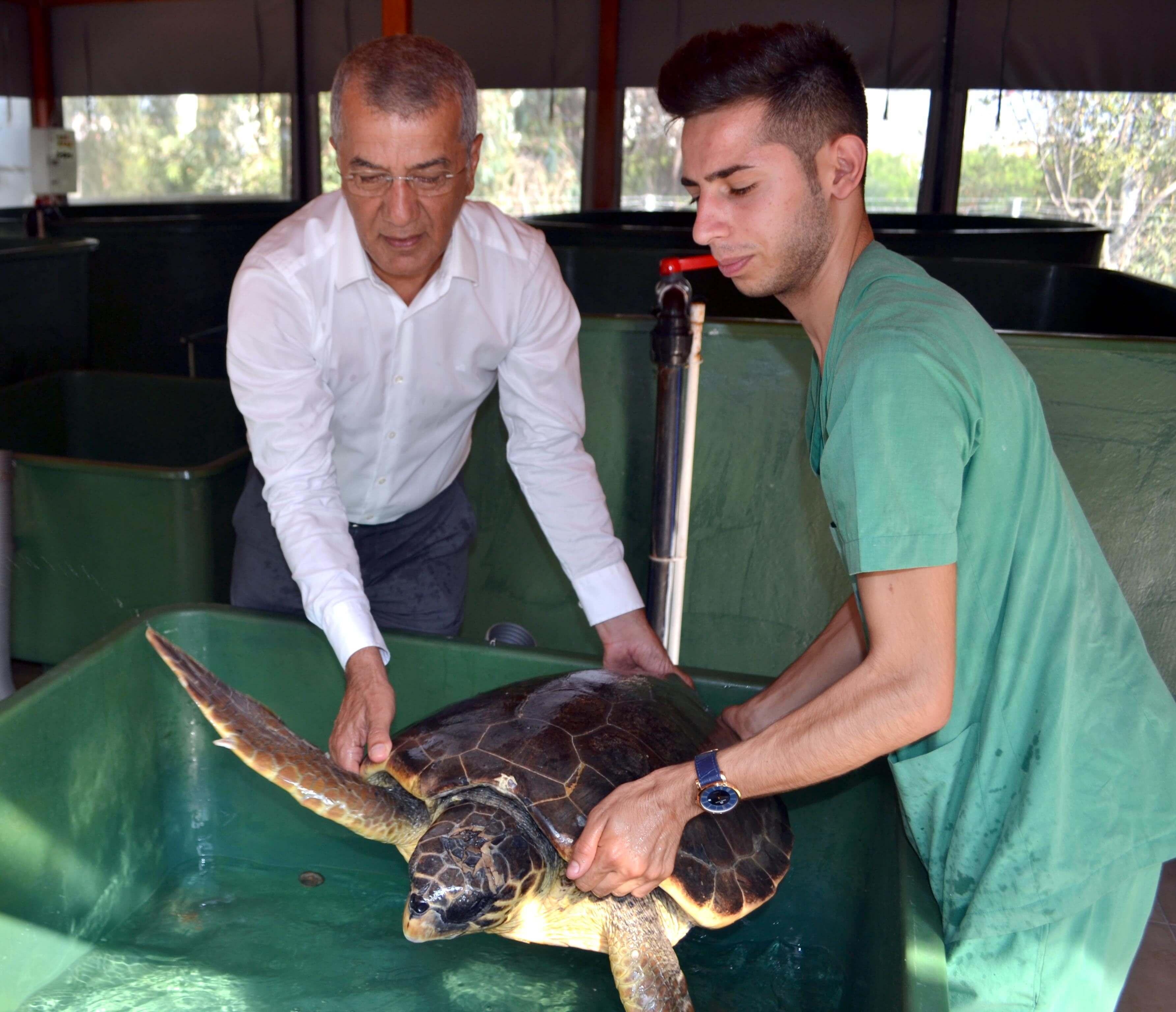 Wounded caretta caretta found in Turkey’s south