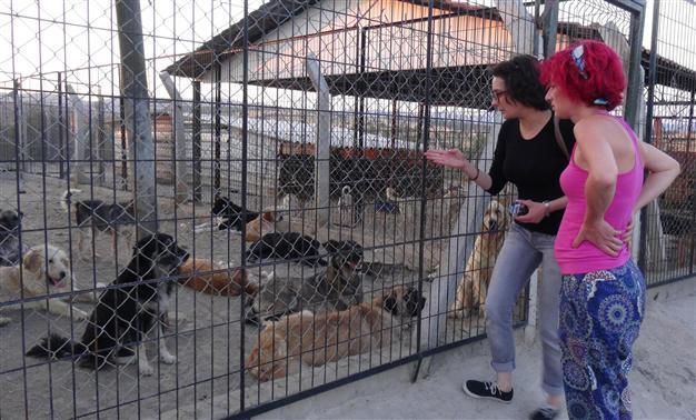 Activists protest negligence in death of stray dogs