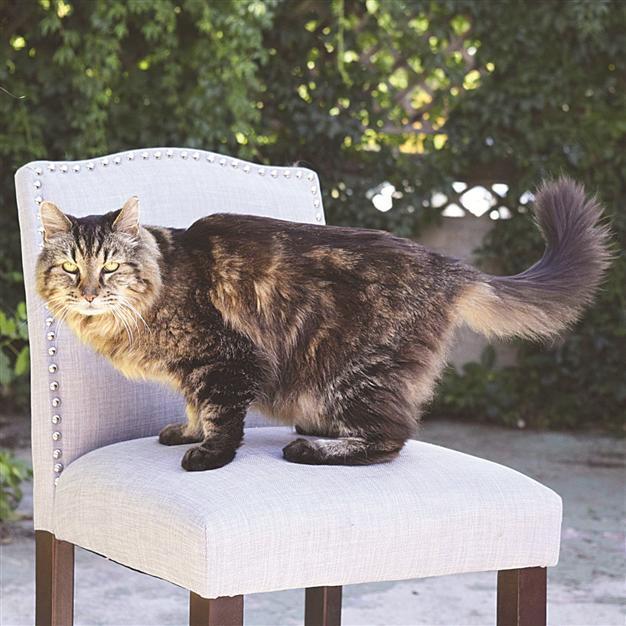 Oregon cat world’s oldest