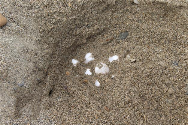 Caretta caretta nesting ground revealed on Turkey’s Aegean beach