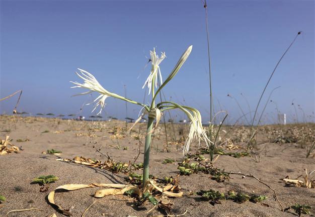 Youngsters protect sea daffodils in danger of extinction in Turkey’s south
