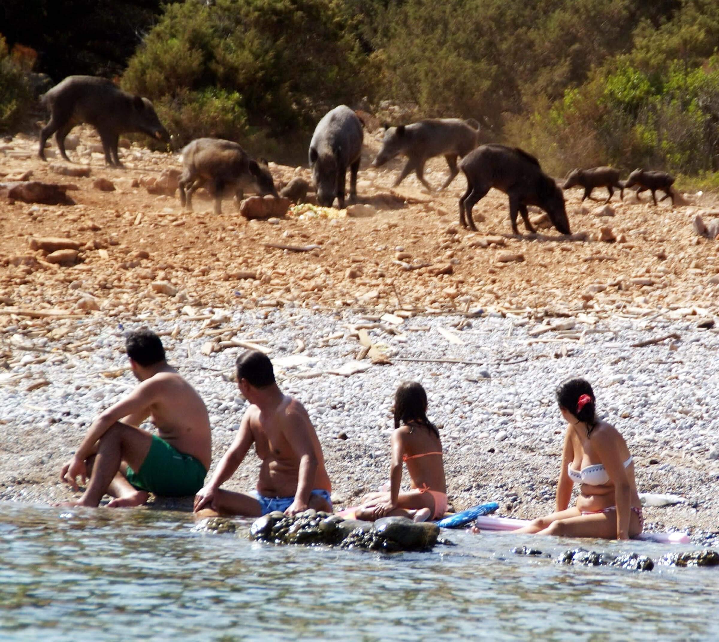 Hungry pigs socialize with tourists on Turkey’s Aegean coast
