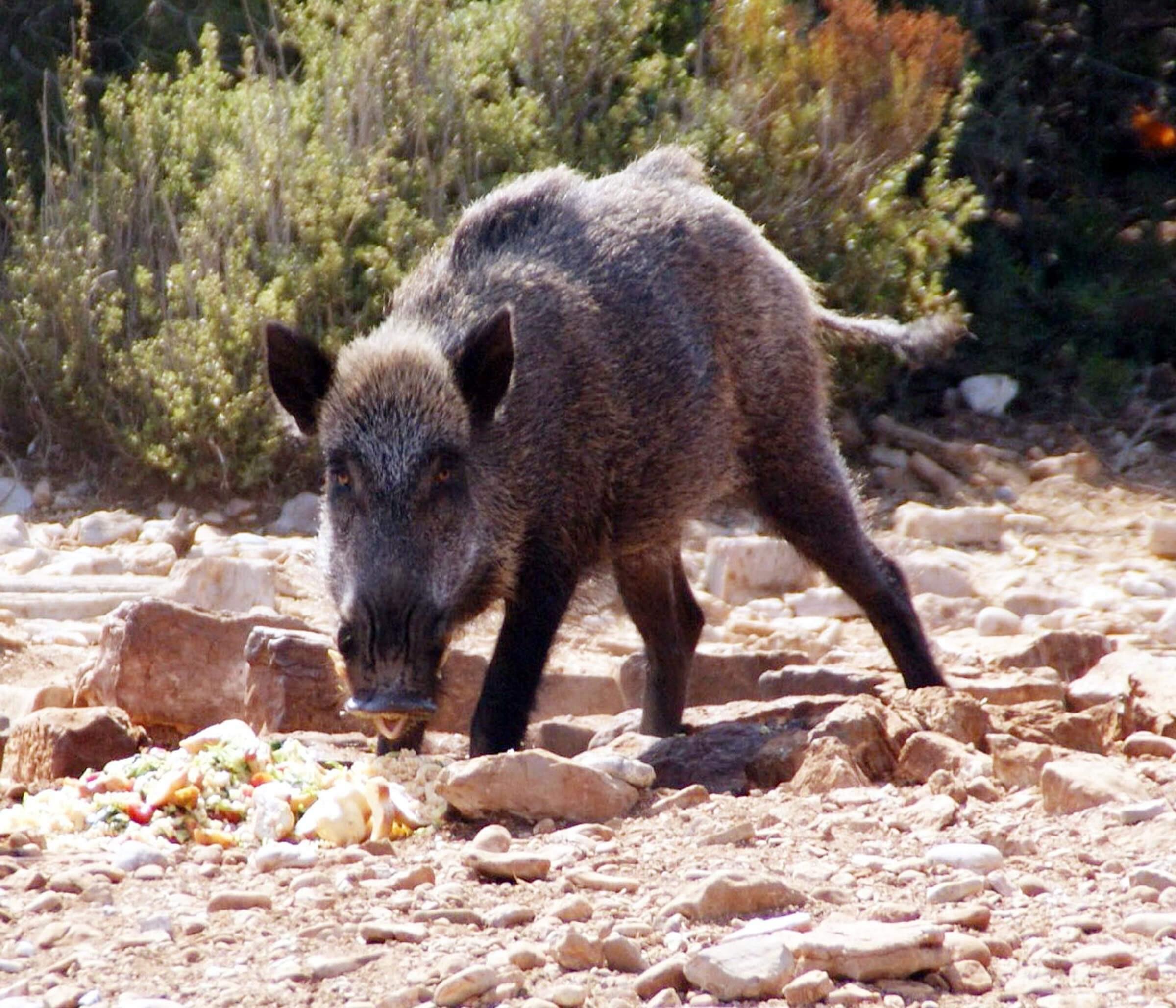 Hungry pigs socialize with tourists on Turkey’s Aegean coast