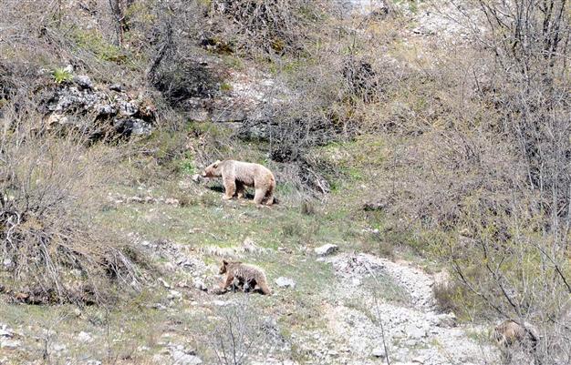 Turkey sets price on bear hunting at 10,000 liras each