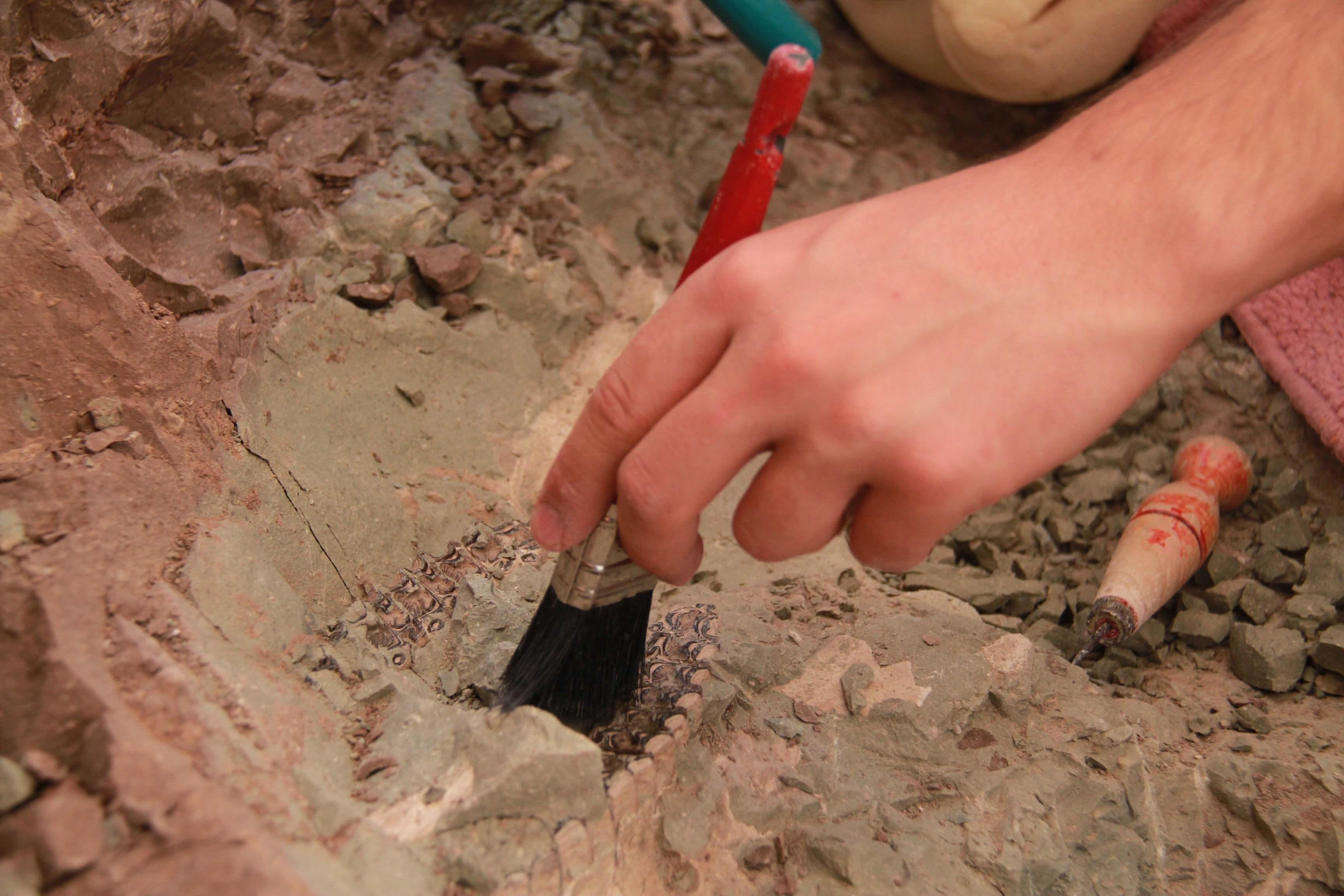 Delicate ancient fossils in Turkey’s Çankırı excavated with needles