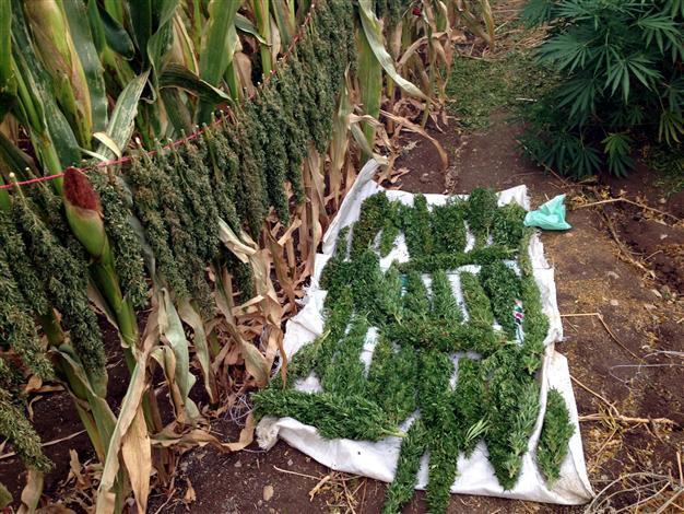 23,939 planted cannabis roots seized in southeastern Turkey