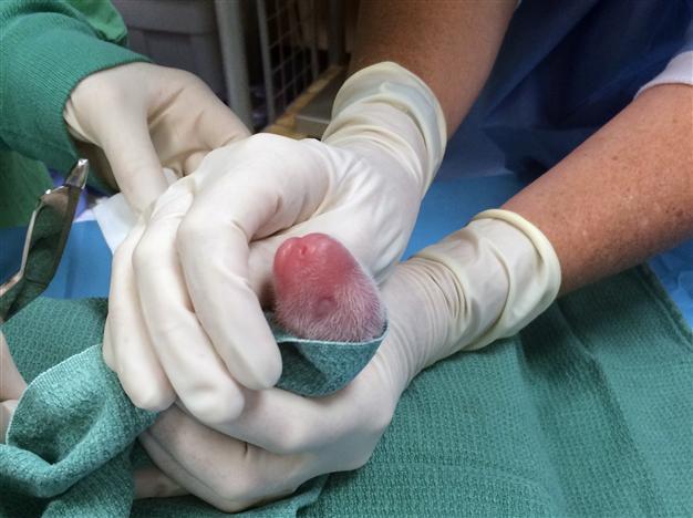Bamboo-zled: Panda surprises with birth of twins