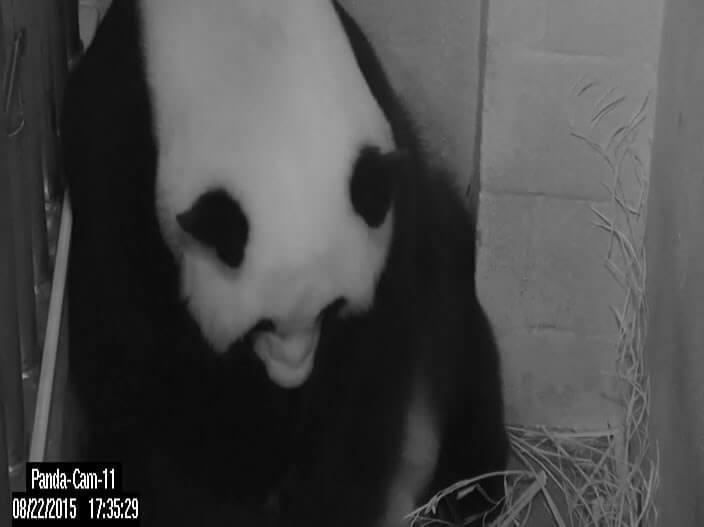Bamboo-zled: Panda surprises with birth of twins