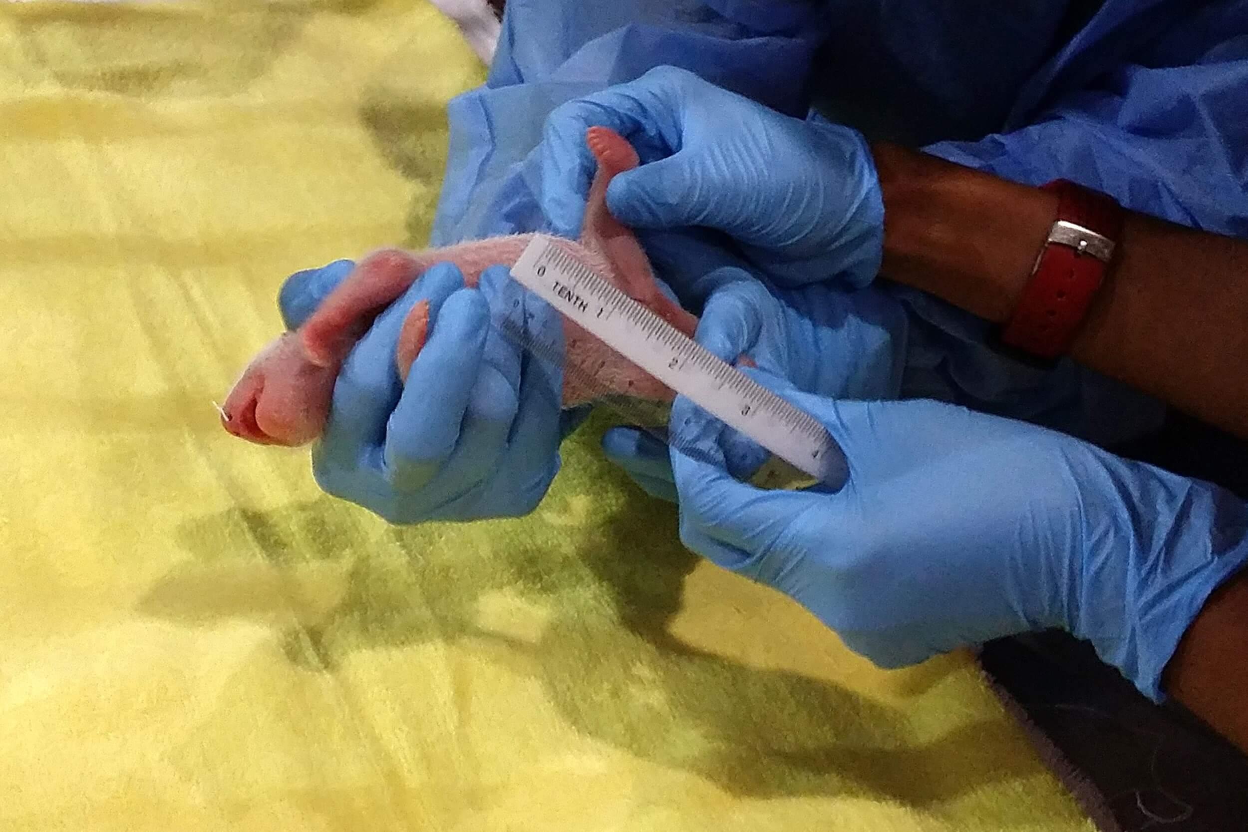 Bamboo-zled: Panda surprises with birth of twins
