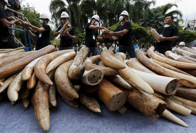Thailand destroys ivory stockpile amid junta crackdown