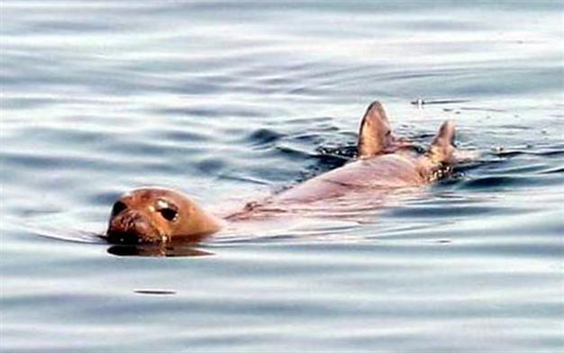 Monk seal wins tourists´ hearts in Bodrum