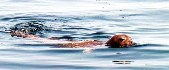 Monk seal wins tourists´ hearts in Bodrum