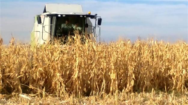 Turkish corn producers face big losses as board fails to set price