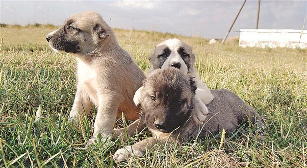 Demand on rise for Aksaray Malaklısı