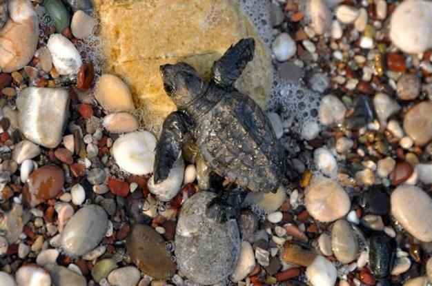 Protocol signed to protect caretta carettas in Mediterranean