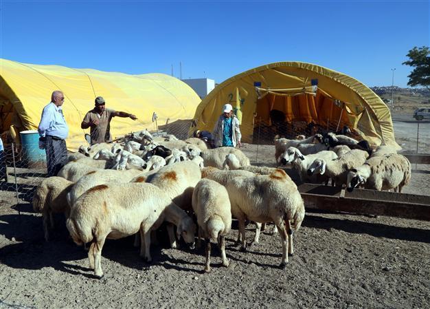 Eid sales peak in Turkey despite hike in livestock cost