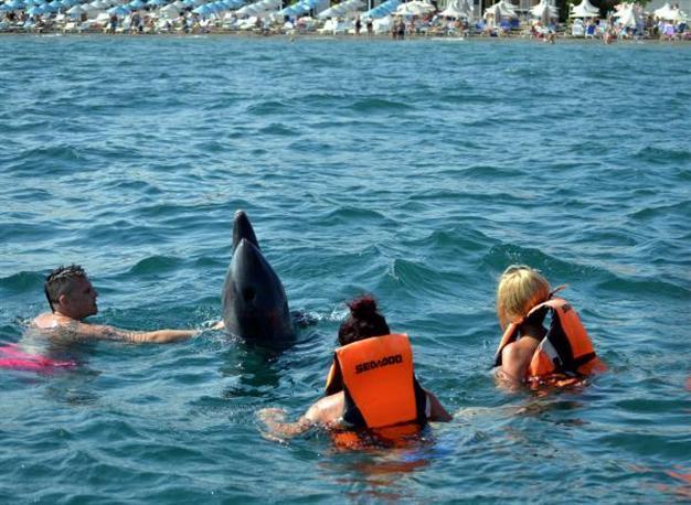 Dolphins surprise, play with tourists in Marmaris
