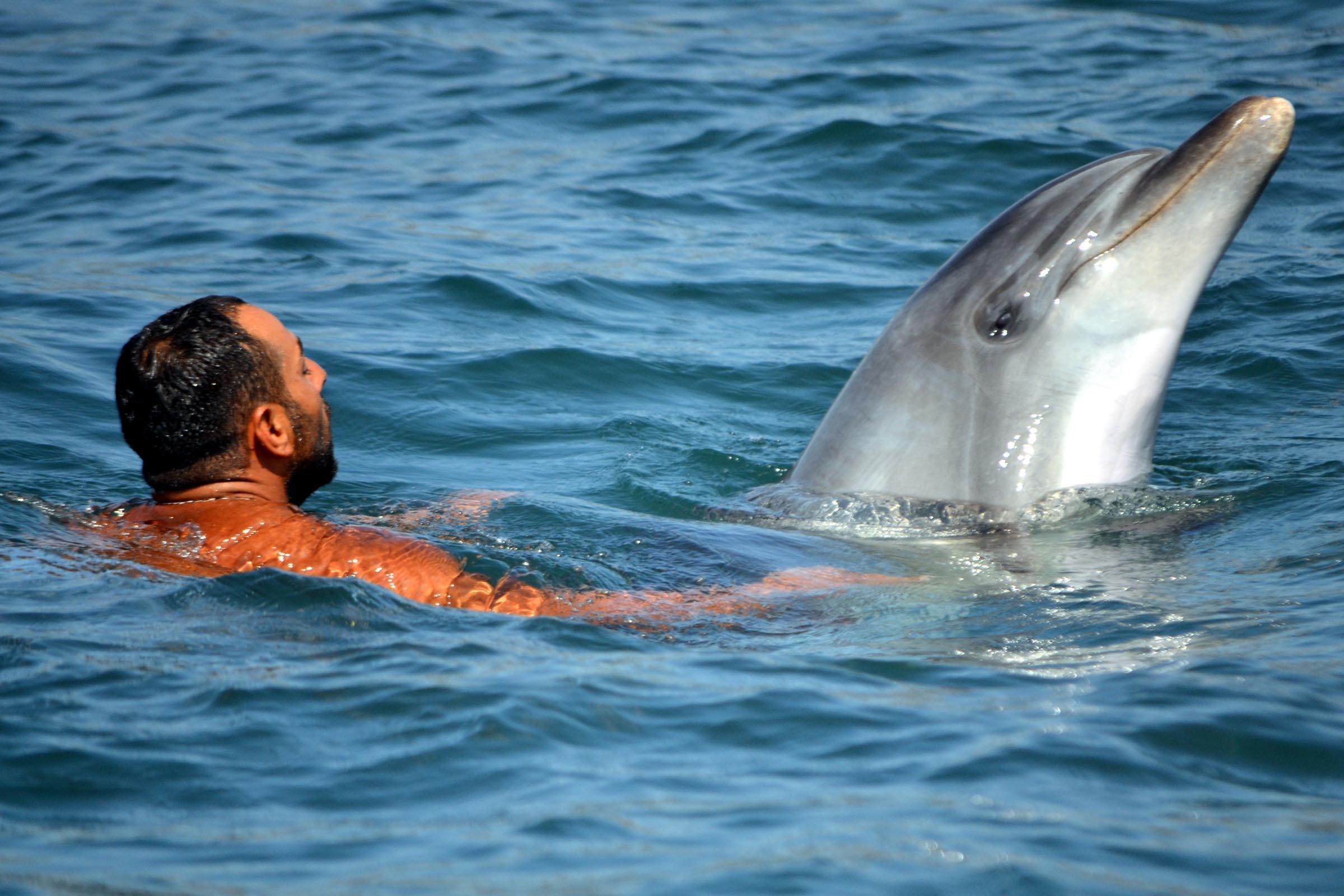 Dolphins surprise, play with tourists in Marmaris