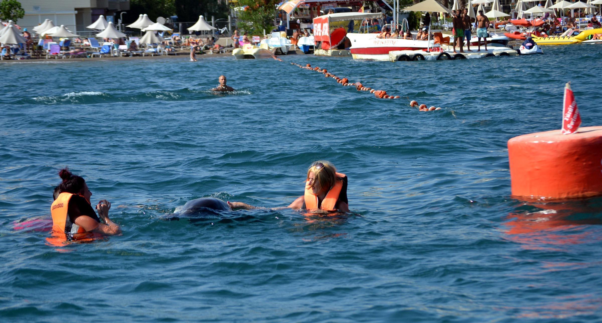 Dolphins surprise, play with tourists in Marmaris