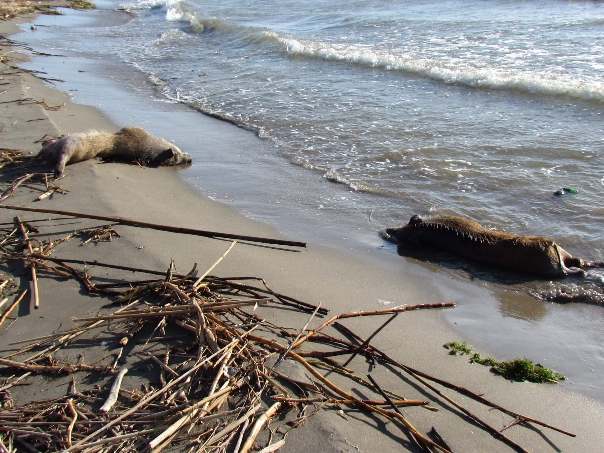 Tons of waste spills into Aegean waters after river covers opened