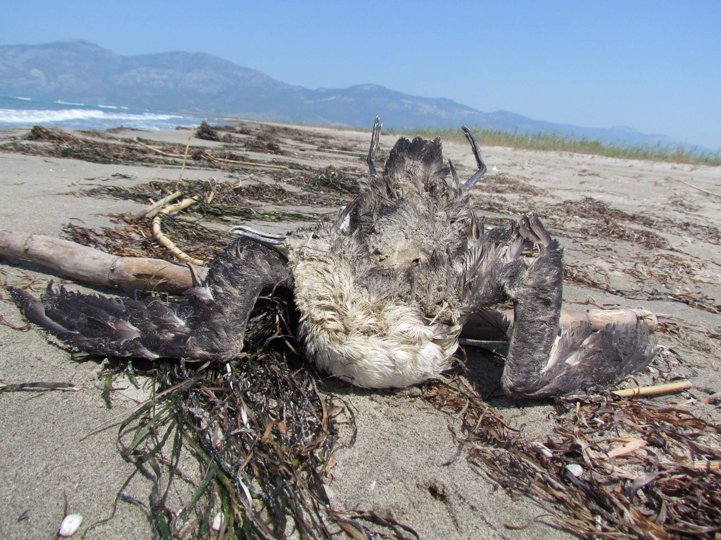 Tons of waste spills into Aegean waters after river covers opened
