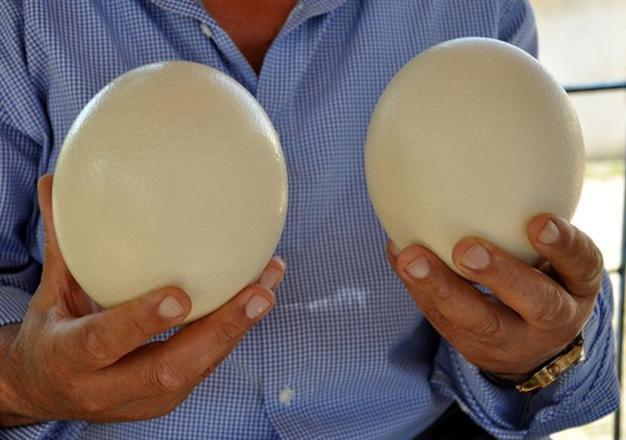 Ostrich egg remedy for greenhouses lures Turkish investors