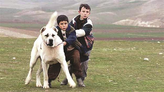 ‘Sivas’ named Turkey’s nominee for Oscars