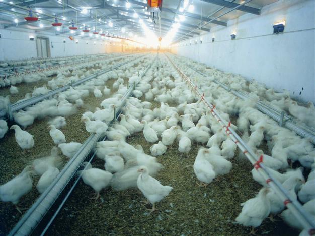 Bird flu speculations, terror attacks hit Turkey’s poultry exports