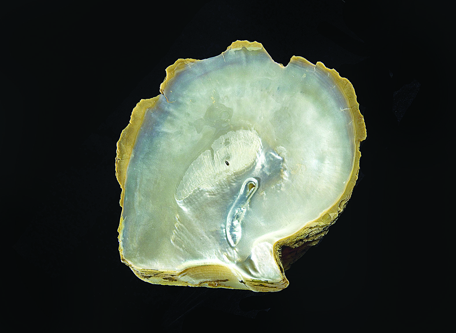World’s pearls to be exhibited in Istanbul