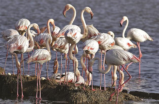 Flamingos on the rise in İzmir
